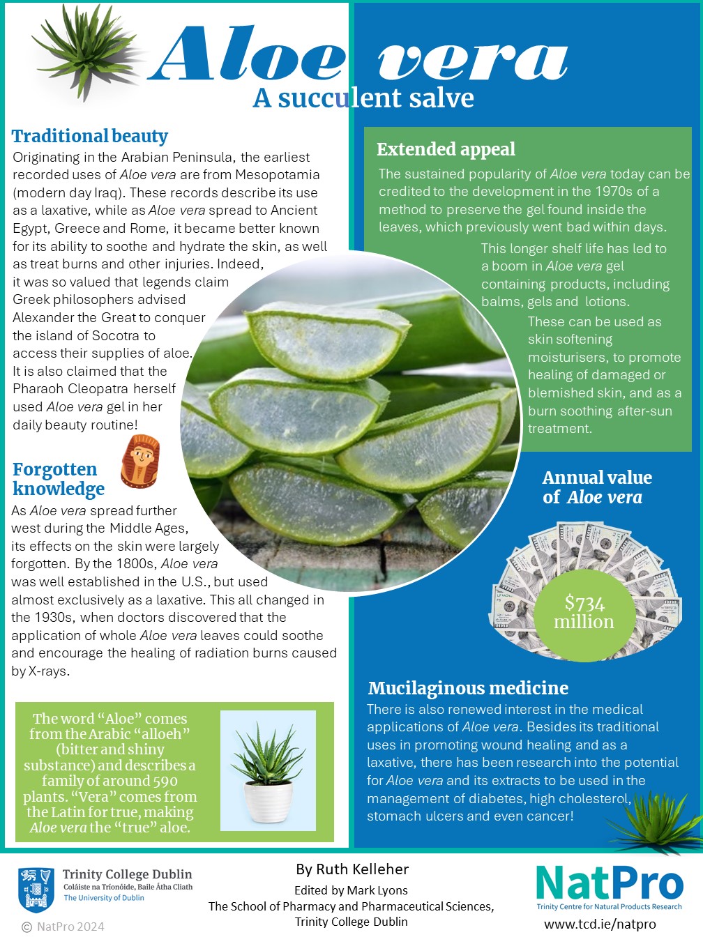 anthurium alicia Laceleaf Anthurium Plant – AVS Lifestyle main image 1