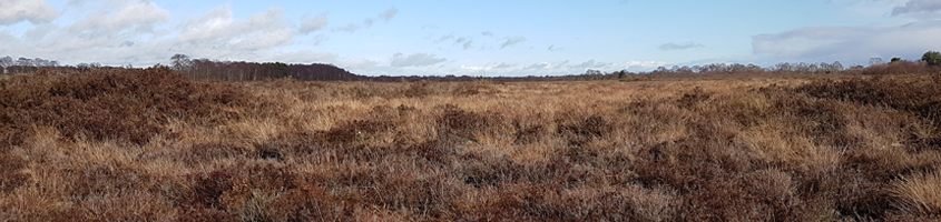 Bogland