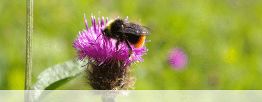 Red tailed bumblebee  Bombus lapidarius