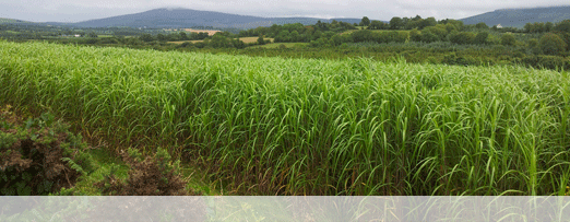 Miscanthus x Giganteus