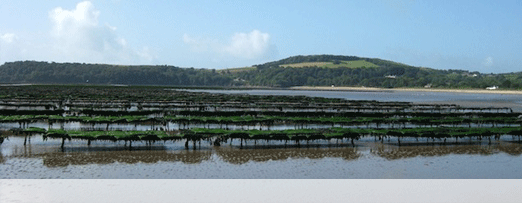 Largest Oyster Farm in Ireland