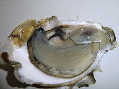 oyster