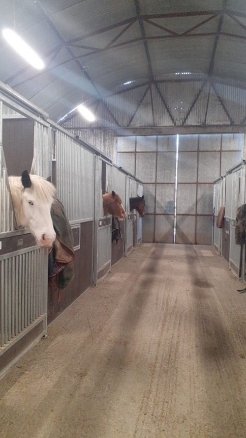 horses in equestrian centre