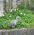 Image of heron.