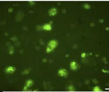 Sorted Drosophila cells with GFP