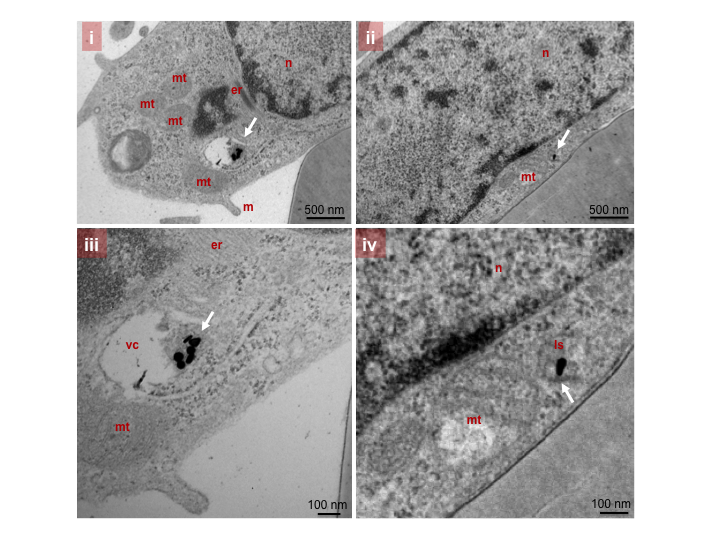 Source:Dania Movia, Valerie Gerard, Ciaran Manus Maguire, Namrata Jain, Alan P. Bell, Valeria Nicolosi, Tiina O’Neill, Dimitri Scholz , Yurii Gun’ko, Yuri Volkov, Adriele Prina-Mello., Biomaterials (2014),