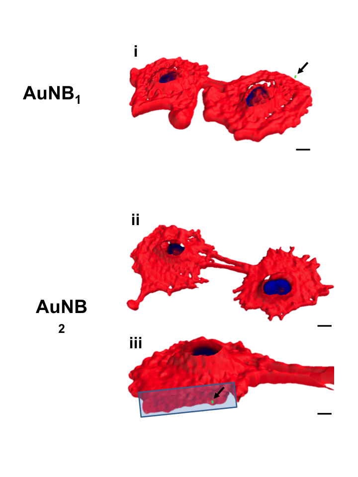 Source:Dania Movia, Valerie Gerard, Ciaran Manus Maguire, Namrata Jain, Alan P. Bell, Valeria Nicolosi, Tiina O’Neill, Dimitri Scholz , Yurii Gun’ko, Yuri Volkov, Adriele Prina-Mello., Biomaterials (2014),