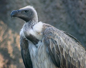 photo of african white backed vulture, Gyps africanus